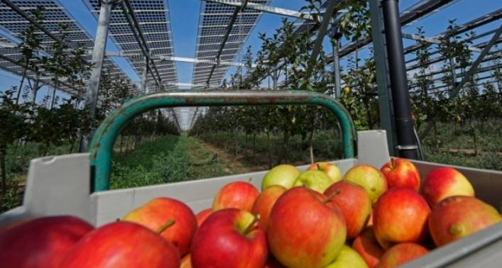 Deutscher Landwirt baut Obst unter Solaranlagen an